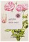 СМ Маска тканевая с экстрактом розы Natural Rose Mask Sheet 21мл 01485 - фото 6556
